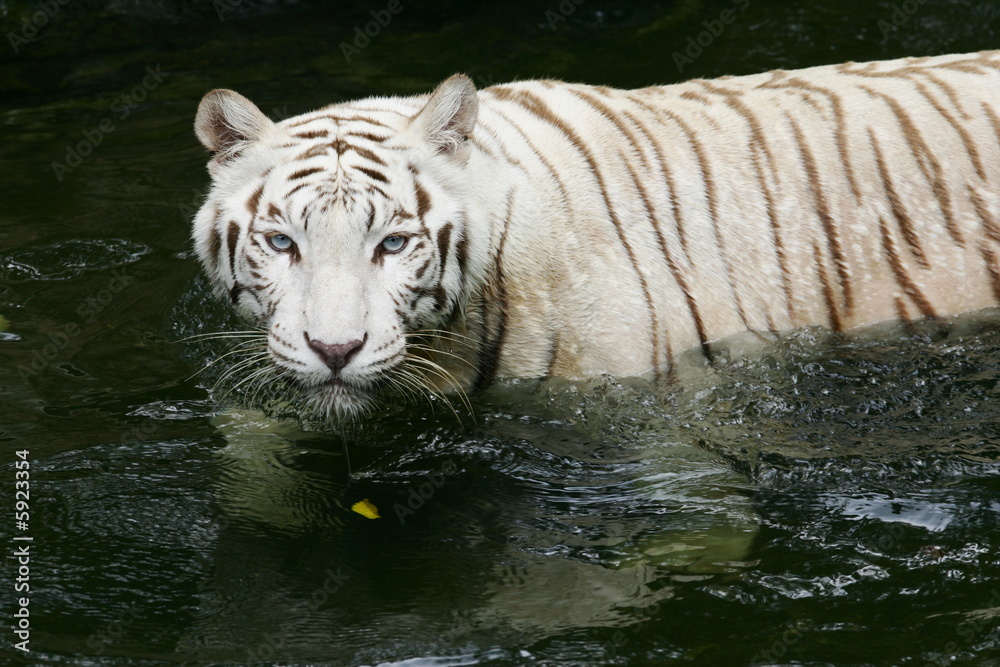 Naklejka premium White Tiger