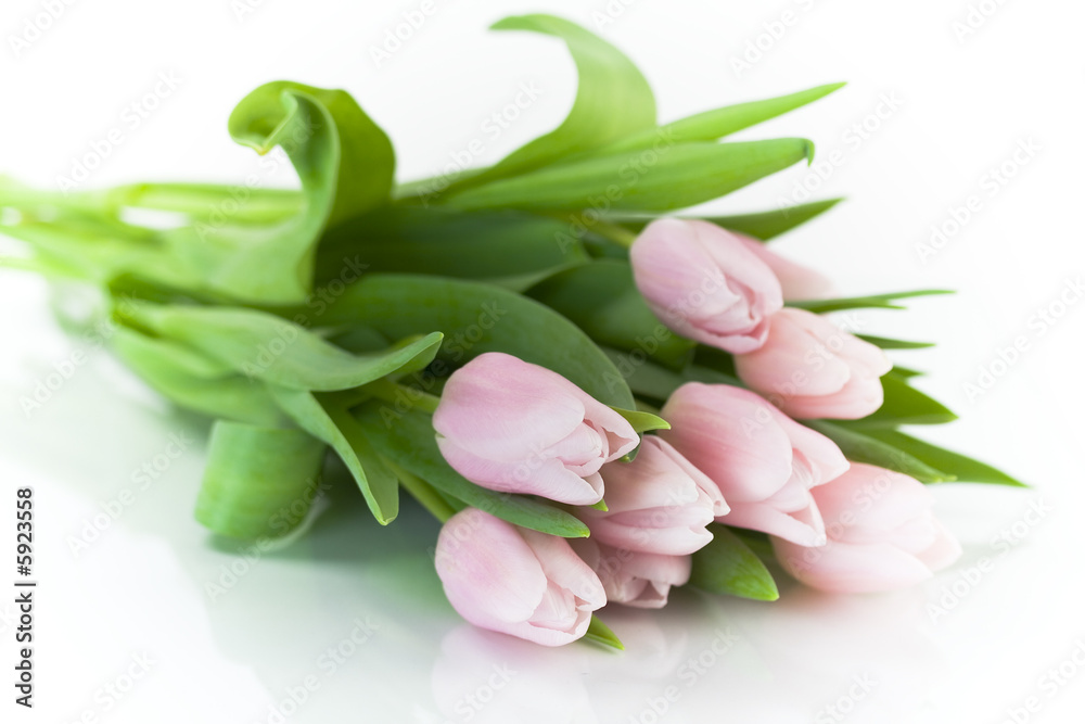 Pink tulips on white background. Selective focus... Pink tulips on white background. Selective focus...
