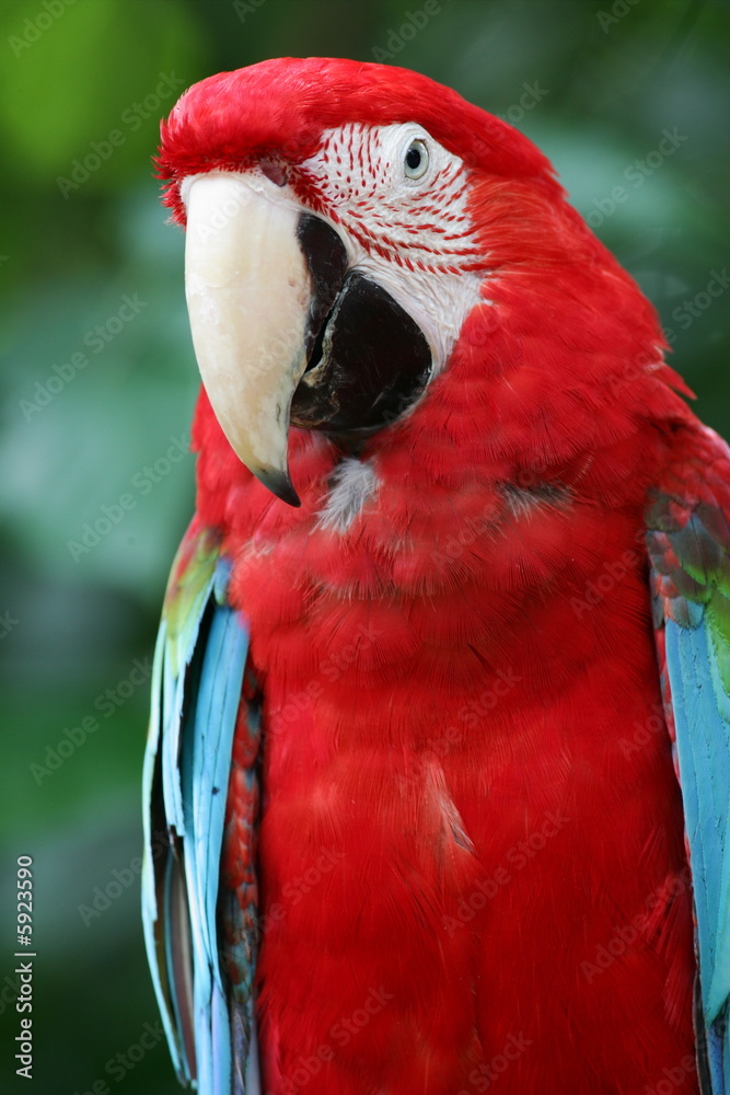 Naklejka premium Scarlet Macaw