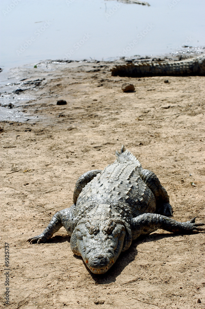 Obraz premium Les crocodiles