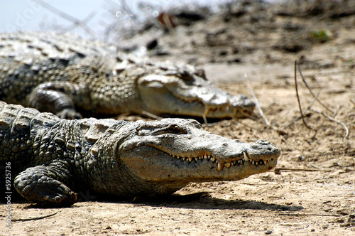 Les crocodiles
