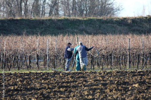 contadini in vigna