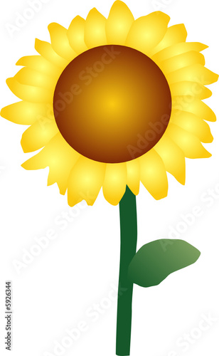 Sonnenblume, Blume