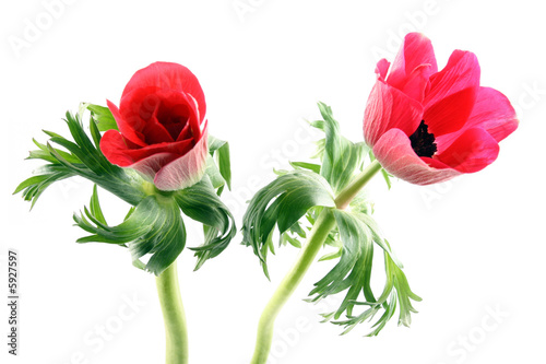 Fotografie, Obraz red anemones isolated on white background