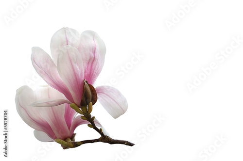 Magnolien