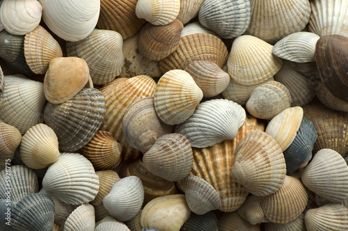 sea shell close up