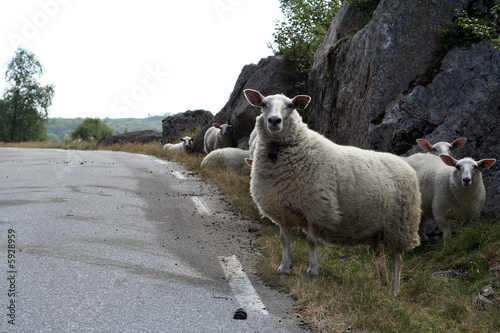 Sheeps wandering near road photo