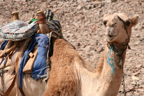 Camel in egypt