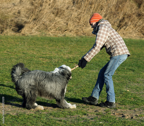 Dog, bearded collie, and girl having a great fight over  stick