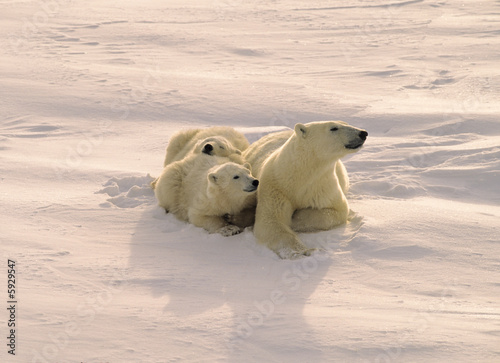 Polar bear with her cubs resting on the Arctic tundra. 