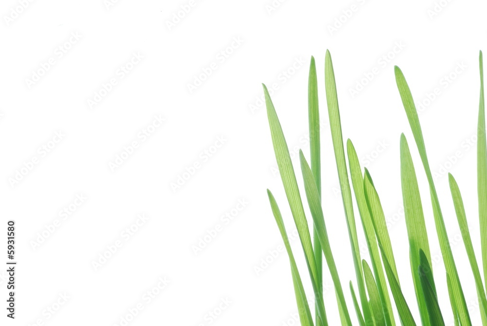 Close-up of fresh green straws against white background Close-up of fresh green straws against white background