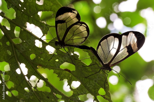 Accouplement de papillons (Lepidoptera) Greta oto photo