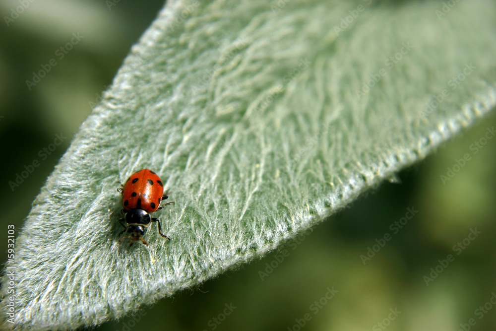 Fototapeta premium lady bug