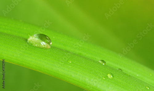 Drop of dew on a green leaf with a green background, shallow DOF