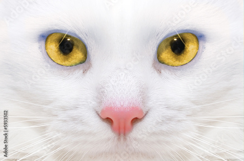 Macro picture of a white cat with yellow eyes
