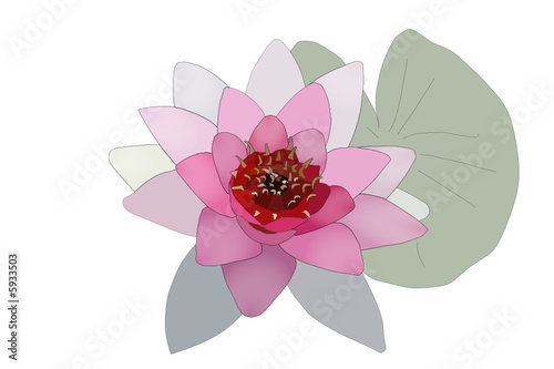 vector Water lilly nymphaea by name Bory de Saint-Vincent