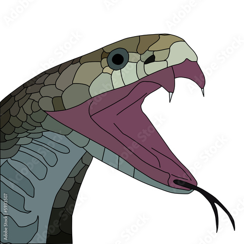 vector of aggressive cobra with open mouth