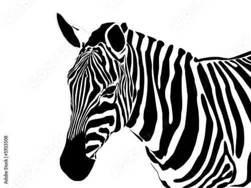 Fototapeta Naklejka Na Ścianę i Meble -  vector close up portrait of a zebra