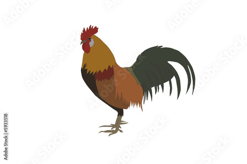 vector - coloured rooster