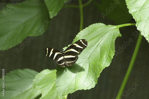 Papillon
