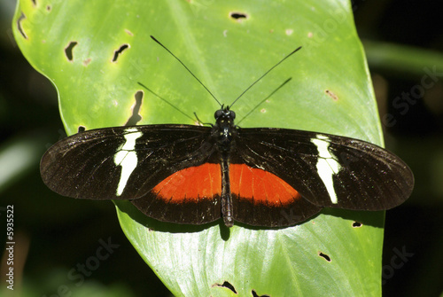 Papillon