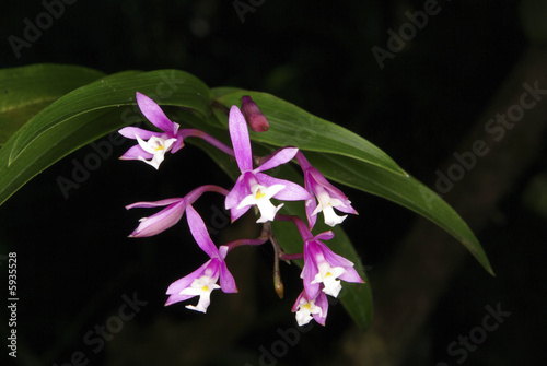 Orchidée