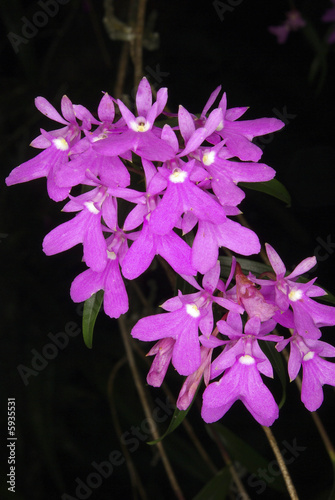 Orchidée