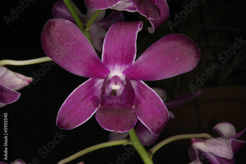 Orchidee