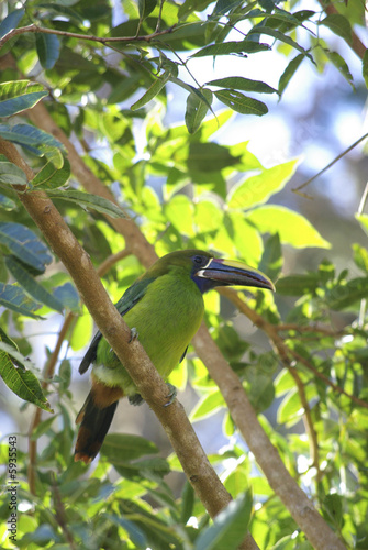 Toucan