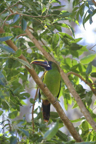 Toucan