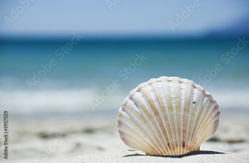 Fotografering Beach concept. Sea shell with ocean on background.