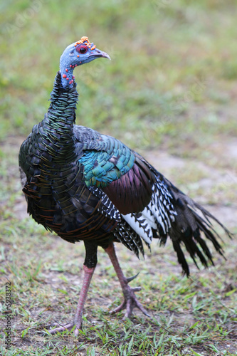 An ocellated turkey running free on the grounds of Tikal photo