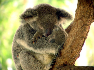 Ingelijste posters Koala Koala houdt middagdutje in boom  © hapa7