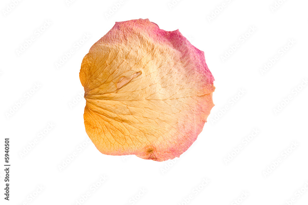 close-up image of dry rose petal isolated over white close-up image of dry rose petal isolated over white