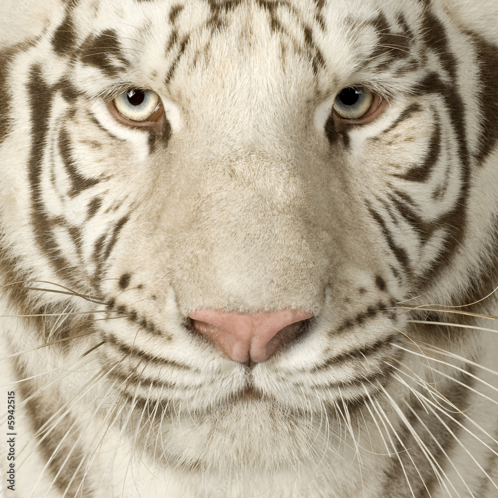 Fototapeta Biały Tygrys (3 lata)