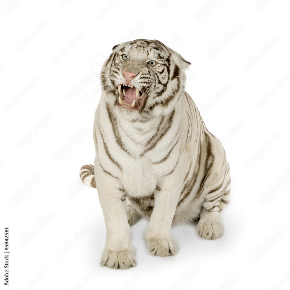 Fototapeta premium White Tiger (3 lata)