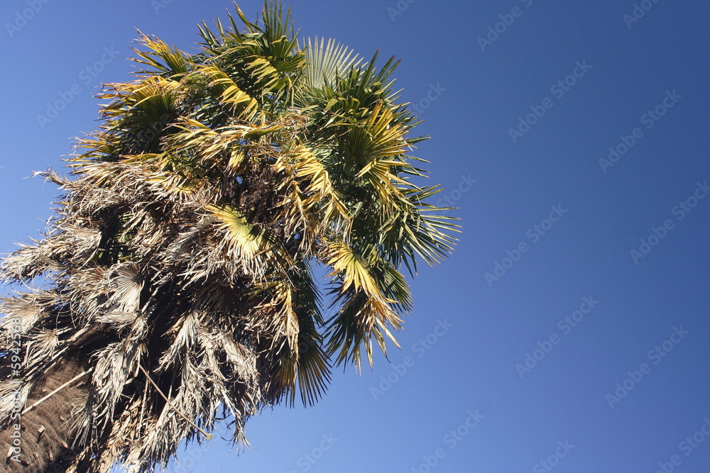 Naklejka premium Palmier