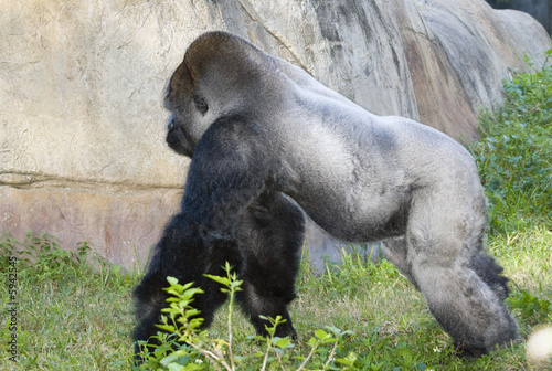 Gorilla