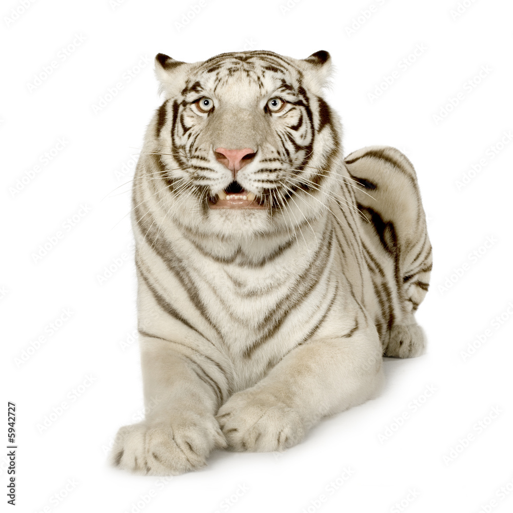 Fototapeta premium White Tiger (3 years)