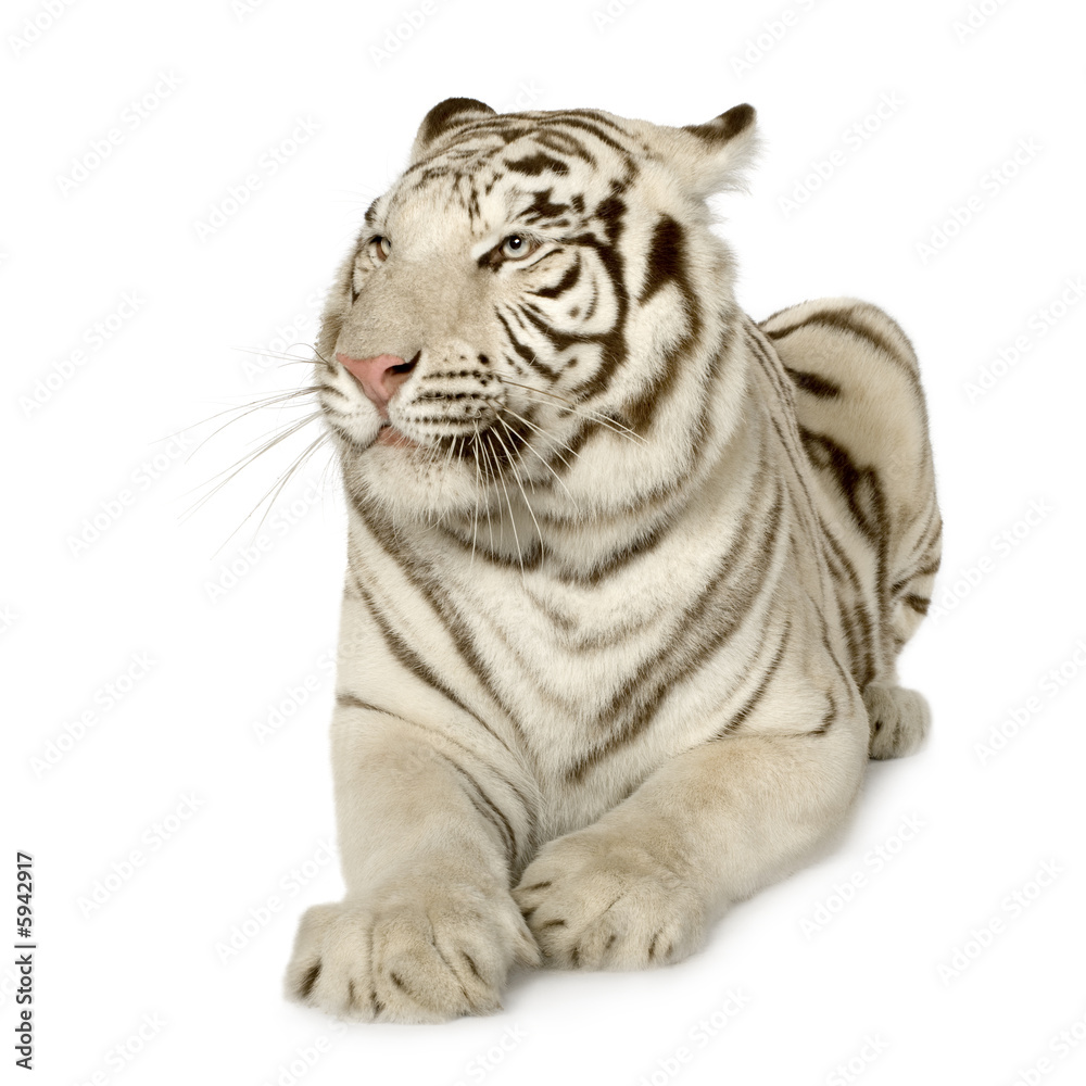 Fototapeta premium White Tiger (3 years)