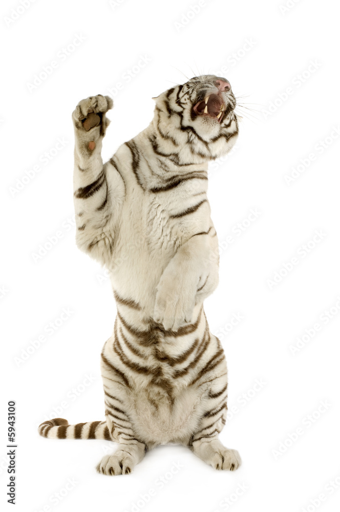 Naklejka premium White Tiger (3 years)