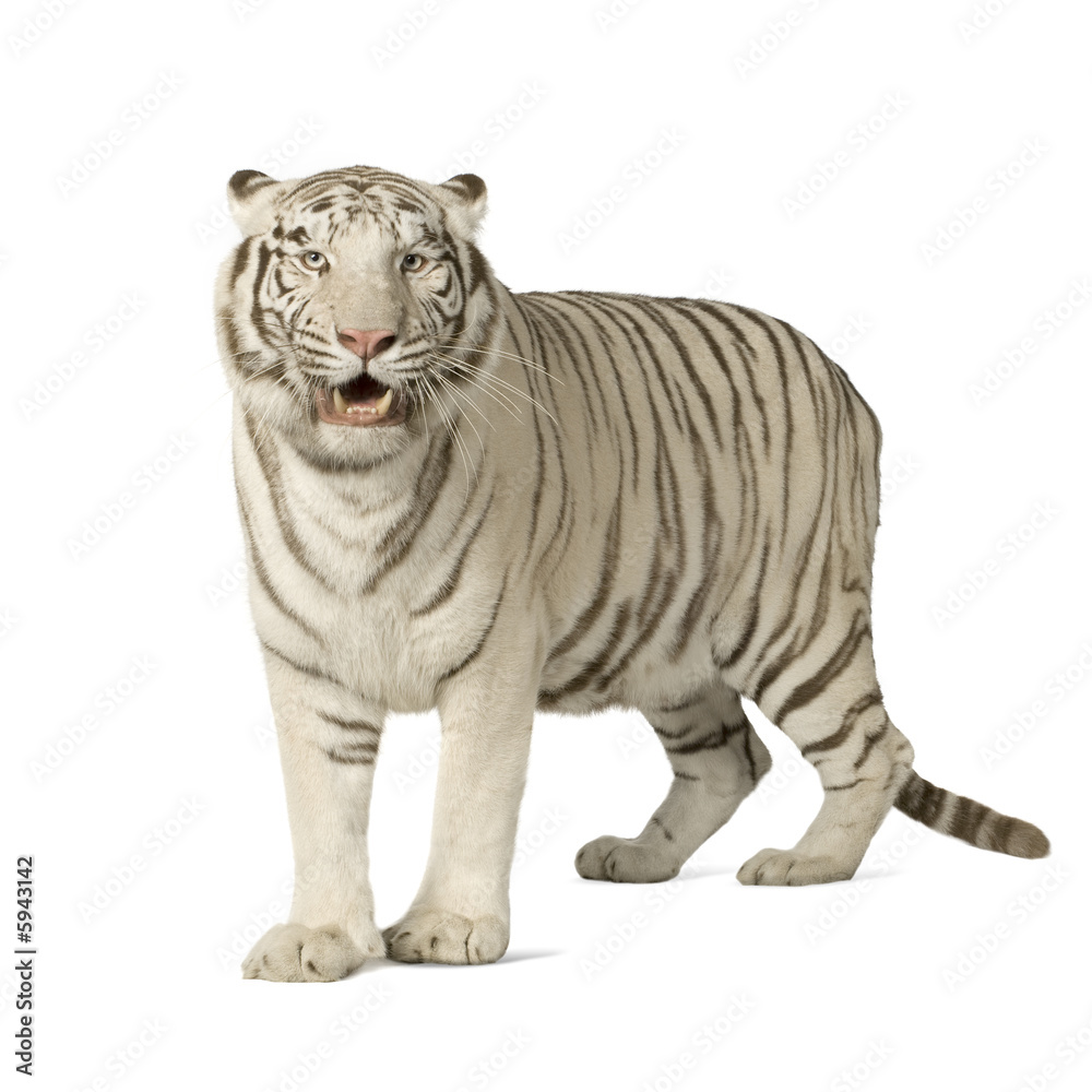 Obraz premium Biały Tygrys (3 lata)