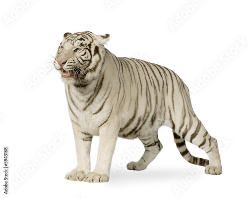 White Tiger  (3 years)