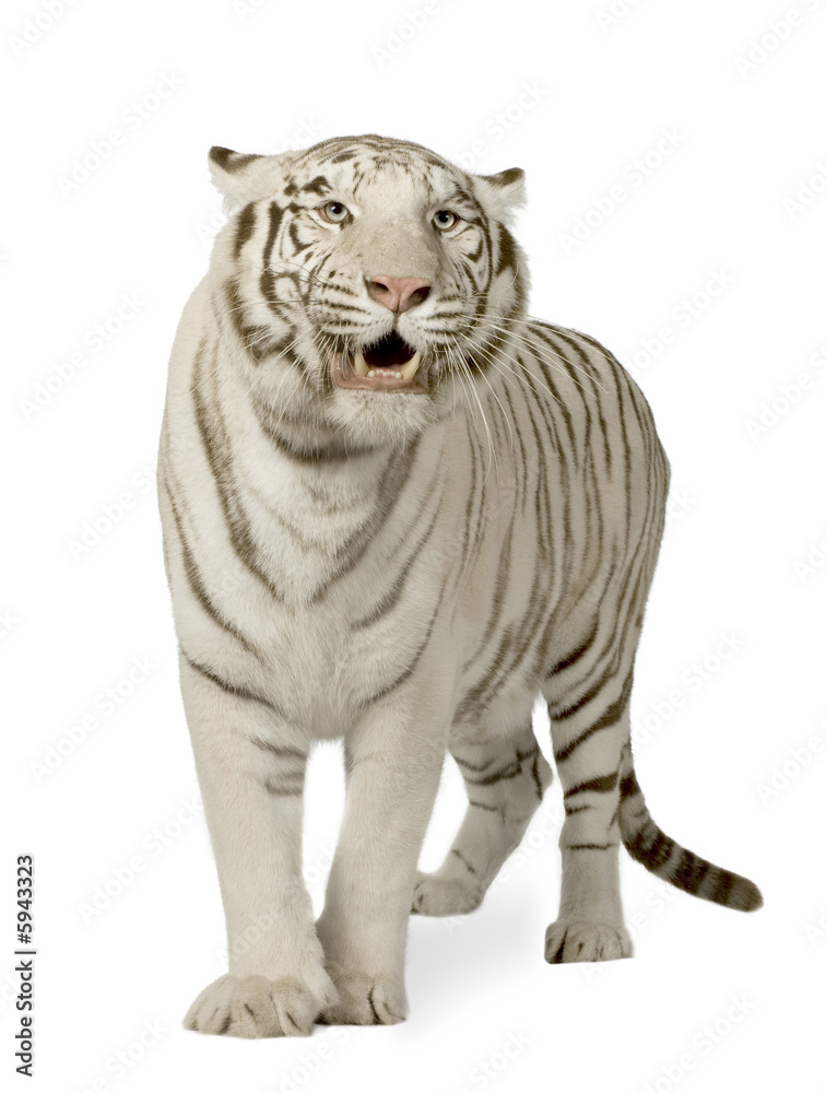 Obraz premium White Tiger (3 lata)