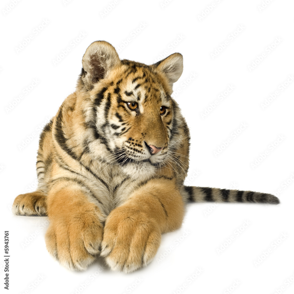 Obraz premium Tiger cub (5 months)