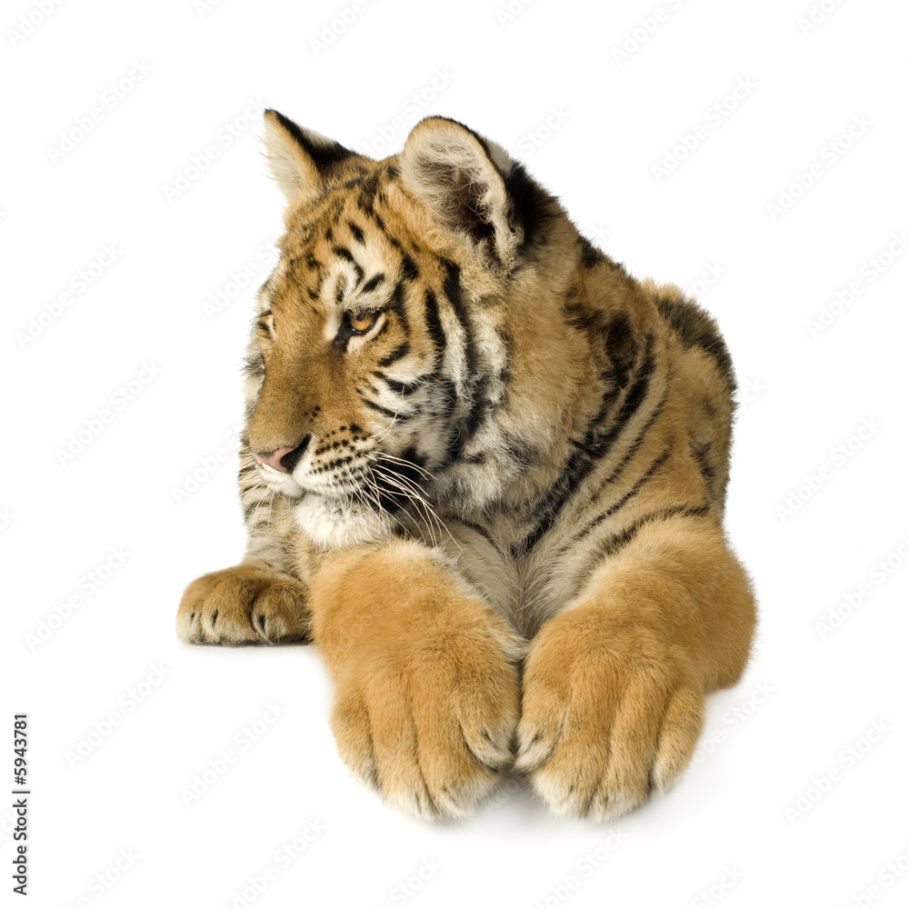 Obraz premium Tiger cub (5 months)