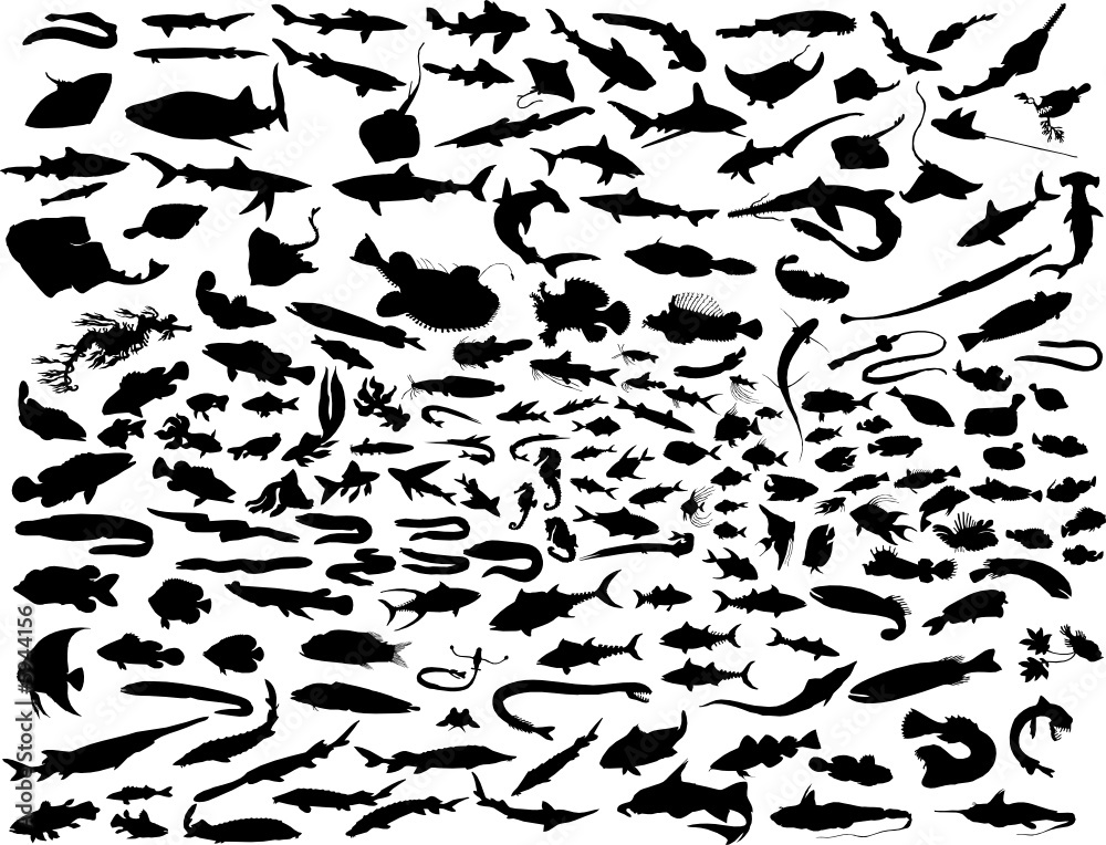 vector fish vector fish
