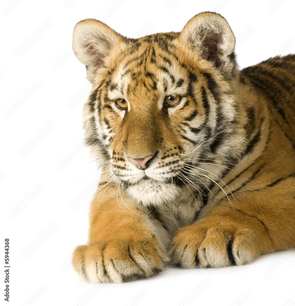 Fototapeta premium Tiger cub (5 months)