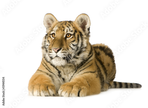 Fototapeta Naklejka Na Ścianę i Meble -  Tiger cub (5 months)