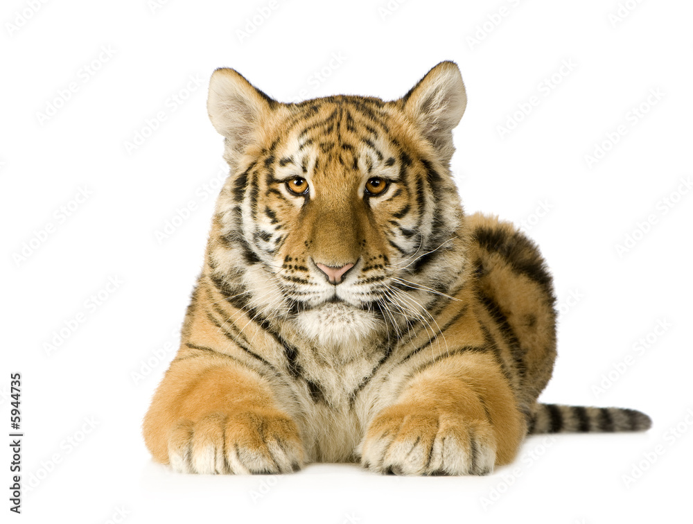 Tiger cub (5 months)